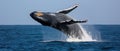 A Playful Humpback Whale Calf Joyfully Leaps Out Of The Ocean