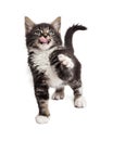 Playful hungry cute kitty on white Royalty Free Stock Photo