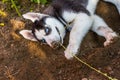 Playful husky puppy with blue eyes digging a hole and lying on the ground Royalty Free Stock Photo