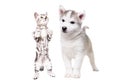 Playful husky puppy and kitten standing on hind legs Royalty Free Stock Photo