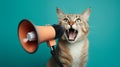 Cat with megaphone Royalty Free Stock Photo