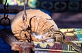 Playful Indian Palm Squirrel - Funambulus palmarum - playing with Cotton in Pillow - Funny animal - Active Rodent Royalty Free Stock Photo