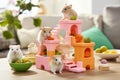 Playful Interactions: Syrian Dwarf and Robo Hamsters in a Vibrant Pet-Friendly Living Room