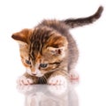 Playful and interested kitten close up on a white background. Royalty Free Stock Photo