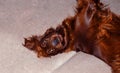 Playful Irish Setter lying down on sofa Royalty Free Stock Photo