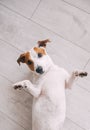 Playful jack russell dog with high top view lying on wooden floor