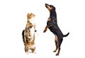 Playful Jagdterrier dog and cat Scottish Fold standing together on hind legs Royalty Free Stock Photo