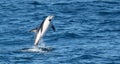 Playful, jumping black dolphin (Lagernohynchus obscurus) in the open sea