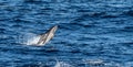 Playful, jumping black dolphin (Lagernohynchus obscurus) in the open sea