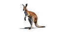 Playful kangaroo photo realistic illustration - Generative AI.