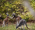 Playful Kangaroos