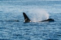 Playful killer whale having fun in the water Royalty Free Stock Photo