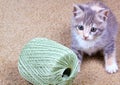 Playful kitten. Royalty Free Stock Photo