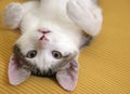 Playful kitten Royalty Free Stock Photo