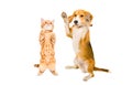 Playful kitten and Beagle dog standing together on hind legs Royalty Free Stock Photo