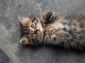 A playful kitten with blue eyes and fluffy fur, lying on its back, looking curiously at the camera. Royalty Free Stock Photo