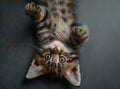 A playful kitten with blue eyes and fluffy fur, lying on its back, looking curiously at the camera. Royalty Free Stock Photo