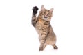 Playful kitten cat Royalty Free Stock Photo