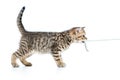 Playful kitten cat pulls cord isolated on white Royalty Free Stock Photo