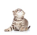 Playful kitten cat on white Royalty Free Stock Photo