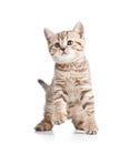 Playful kitten cat on white Royalty Free Stock Photo