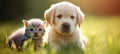 Playful kitten and dog enjoying a sunny day on the lawn with blurred background and copy space