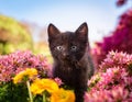A playful kitten exploring a colorful garden during spring