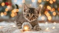Adorable Kitten Playing with Yarn and Christmas Lights Royalty Free Stock Photo