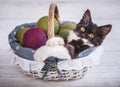 A playful kitten lies in a basket with green balls. Isolated on a white background Royalty Free Stock Photo