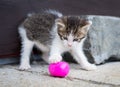 Playful kitten