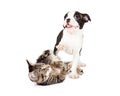 Playful Kitten and Puppy on White