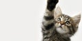 The playful kitten reaching up with its adorable paws in a bright background. AI generated image Royalty Free Stock Photo