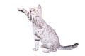 Playful kitten scottish straight Royalty Free Stock Photo