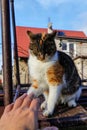 Playful kitten sitting on carriage and playing with my hand. Colourful cat watchs carefully a human hand and preparing for attack Royalty Free Stock Photo