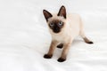 A playful kitten in a strange pose is played on a light background.