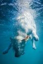 Playful labrador puppy in swimming sea has fun - dog jump and dive underwater to retrieve shell. Training and active games with fa