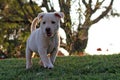 Playful Labrador Retriever Puppy Royalty Free Stock Photo