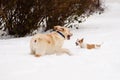 Playful Labrador Retriever puppy meets aggressive Jack Russell Terrier dog Royalty Free Stock Photo