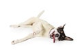 Playful Large Dog Rolling Over Royalty Free Stock Photo