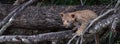 Playful leopard cub climbing a tree in Sabi Sands safari park, Kruger, South Africa