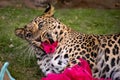 Playful leopard making a funny face