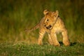 Playful lion cub changes direction on grass Royalty Free Stock Photo