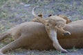 Playful lion cub crawls over his mother. Royalty Free Stock Photo