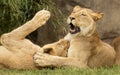 Playful lionesses