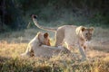 Playful lions in the wild