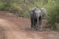 Small, playful elephant calf.