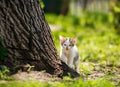 Playful little kitten in summer garden in grass Royalty Free Stock Photo