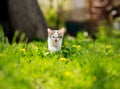 Playful little kitten in summer garden in grass Royalty Free Stock Photo