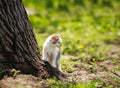 Playful little kitten in summer garden in grass Royalty Free Stock Photo