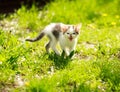 Playful little kitten in summer garden in grass Royalty Free Stock Photo